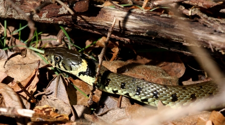 Grass Snake © Gary Binder 2019