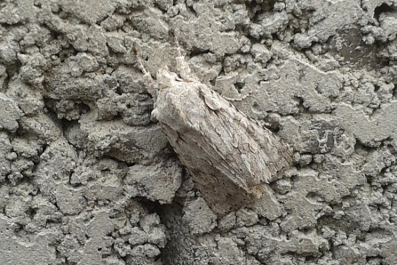 Grey Shoulder-knot © Roger Bird 2019