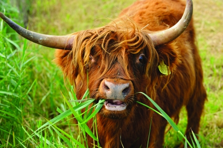 Highland cattle