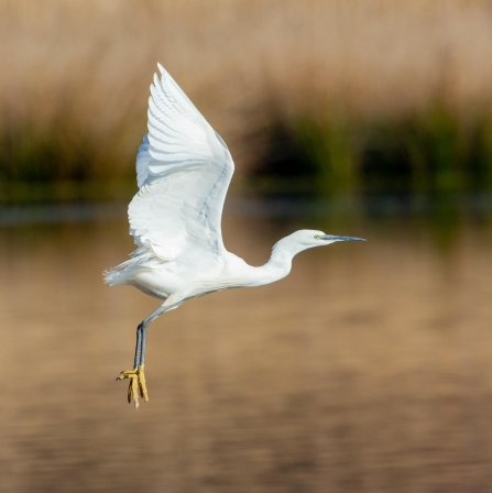 Little Egret © Vernon Barker 2019