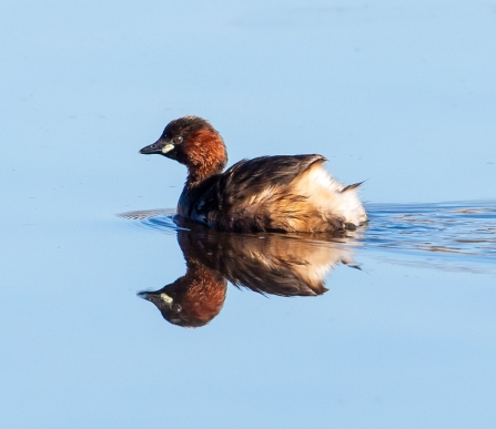 Little Grebe © Vernon Barker 2019