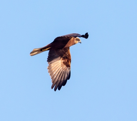 Marsh Harrier © Vernon Barker 2019