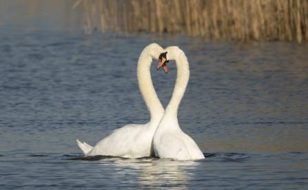 Mute Swans © Keith Horton 2019