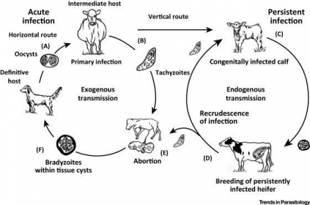 Neospora diagram