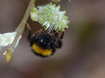 Bumblebee © Darren Wozencroft 2019