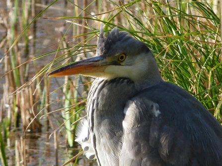 Grey Heron © Darren Wozencroft 2019