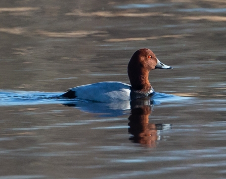 Pochard © Vernon Barker 2019