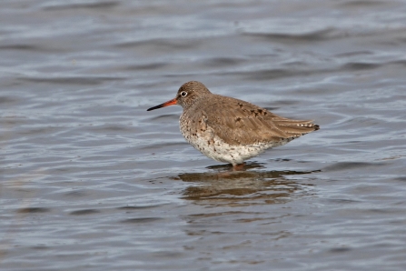 Redshank © Adrian Andruchiw 2019