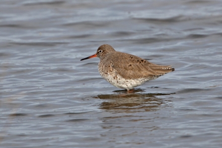 Redshank © Adrian Andruchiw 2019