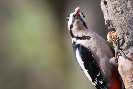 Great spotted woodpecker - Adel Dam