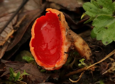 Scarlet elf cup - Adel Dam
