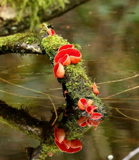 Scarlet Elf Cups © Gary Binder 2019