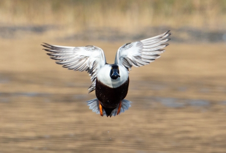 Shoveler © Vernon Barker 2019