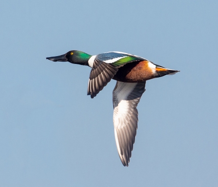 Shoveler © Vernon Barker 2019