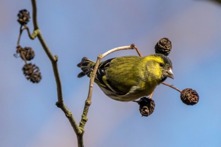 Siskin © Martin Roper 2019