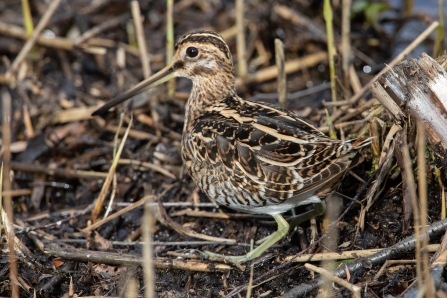 Snipe © Adrian Andruchiw 2019
