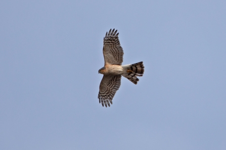 Sparrowhawk © Adrian Andruchiw 2019