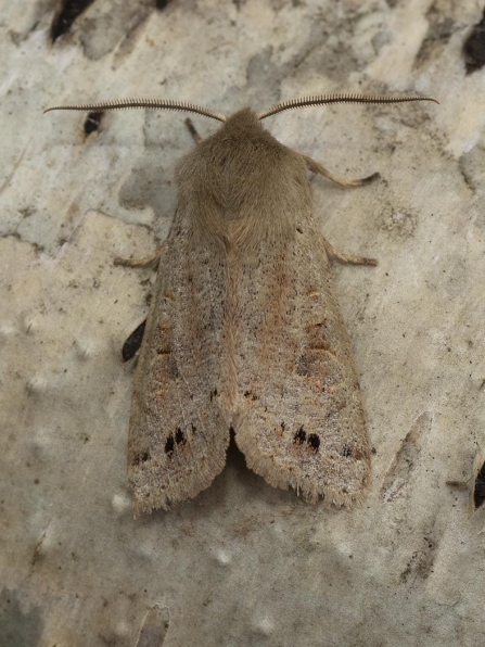 Twin-spotted Quaker © Sue and Brian Trout 2019