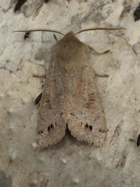 Twin-spotted Quaker © Sue and Brian Trout 2019