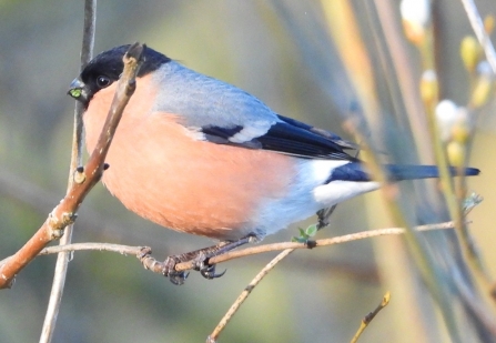 Bullfinch - AdelDam