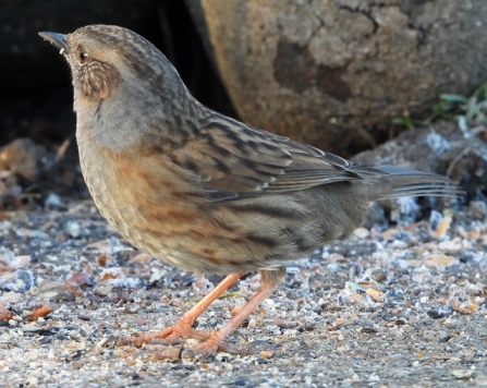 Dunnock - AdelDam