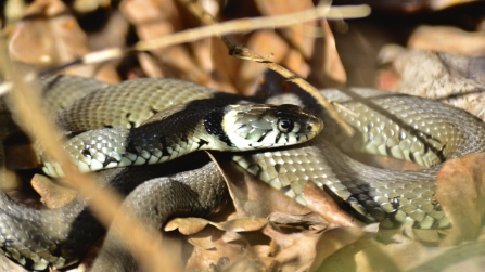 Grass Snake © Ron Parke 2019
