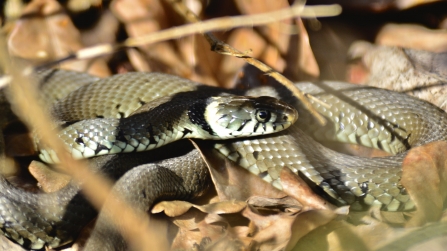 Grass Snake © Ron Parke 2019