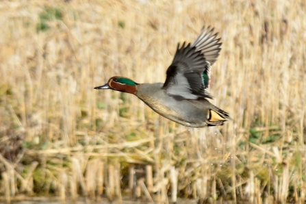 male Teal © Ron Parke 2019