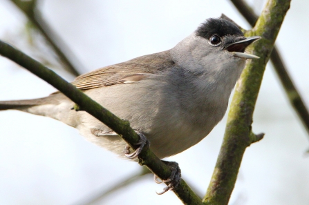 Blackcap © Allen Holmes 2019