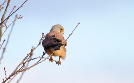 Kestrel © Allen Holmes 2019