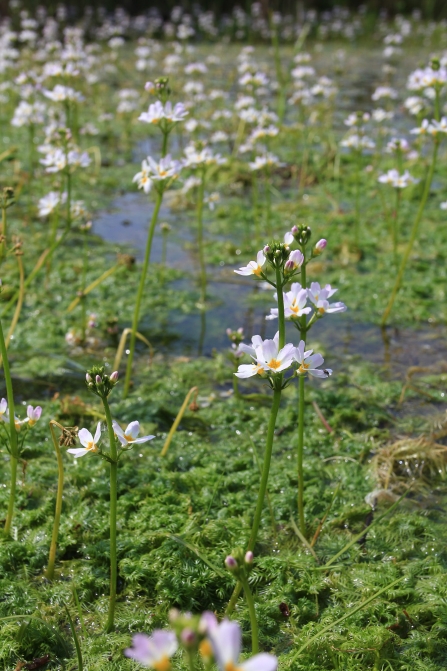 Water Violet at Rossington Carr
