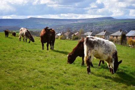 Cows at Stirley