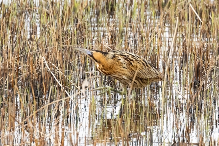 Bittern © Paul Paddock 2019