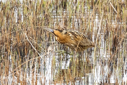 Bittern © Paul Paddock 2019