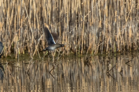 Spotted Crake © Martin Roper 2019
