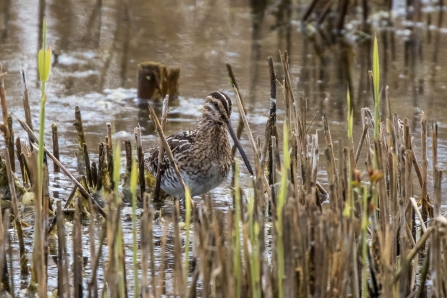 Snipe © Martin Roper 2019
