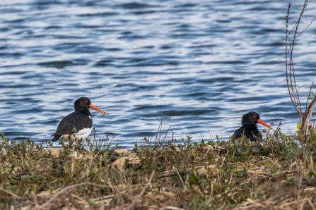 Oystercatchers © Martin Roper 2019