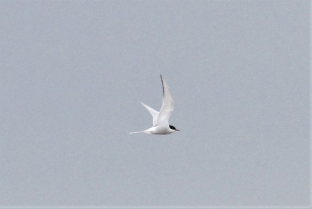 Arctic Tern © Steve Furber 2019