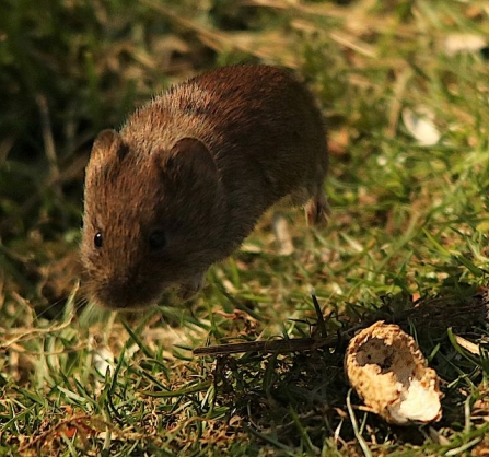 Bank Vole - AdelDam