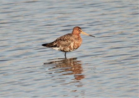 Black-tailed Godwit © Steve Furber 2019