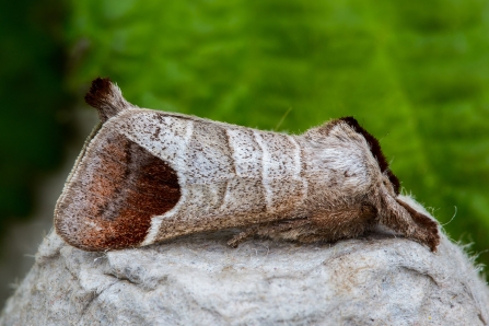 Chocolate-tip © Derek Parker 2019