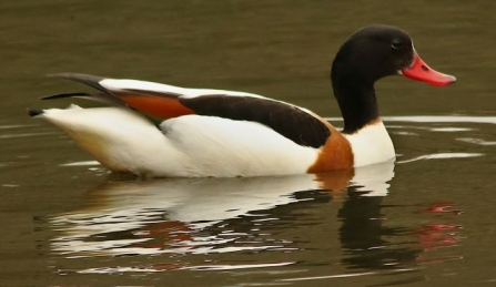 Shelduck-AdelDam