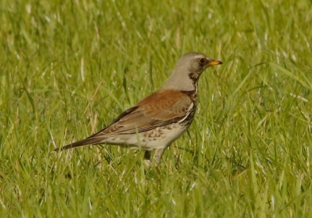 Fieldfare - AdelDam