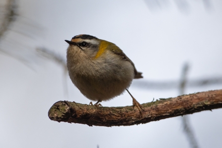 Firecrest © Adrian Andruchiw 2019