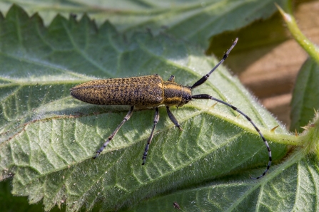 Golden-bloomed Grey longhorn © Derek Parker 2019