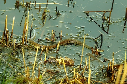 Grass Snake © Matty 2019