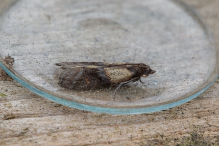 Indian Meal Moth © Derek Parker 2019