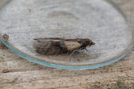 Indian Meal Moth © Derek Parker 2019