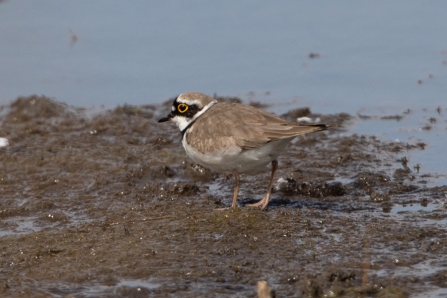 Little Ringed Plover © Adrian Andruchiw 2019