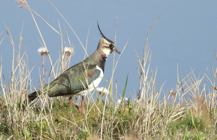 Lapwing © Richard Scott 2019